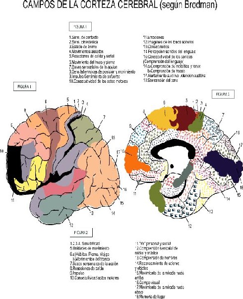 funciones del cerebro humano. LAS FUNCIONES CEREBRALES